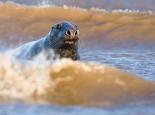 SEALS TURTLES AND OTHER MARINE MAMMALS Adult grey seal amongst waves Tom Marshal